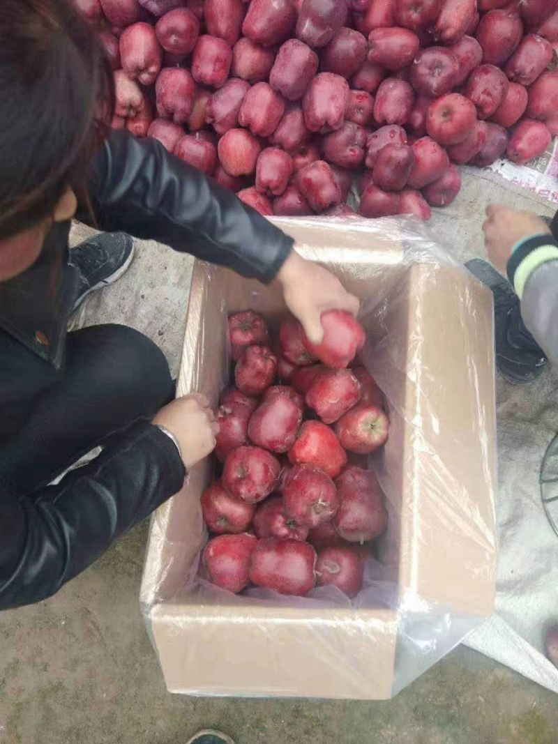 （热销）网红蛇果花牛苹果口感甜一手货源保质保量。