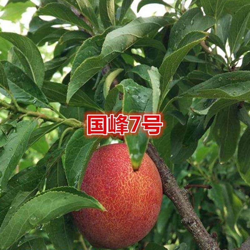 国峰7号李子树苗优质嫁接李子树苗适合各地种植