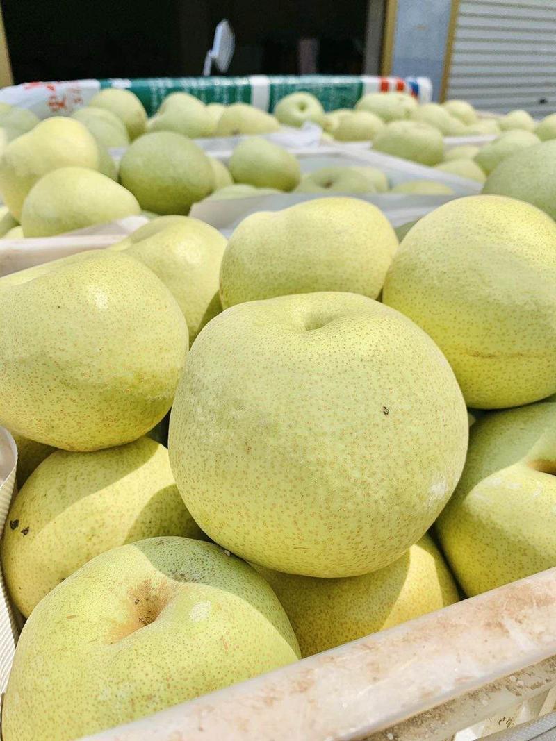 n砀山酥梨大量供应产地直供对接全国批发市场，社区团购