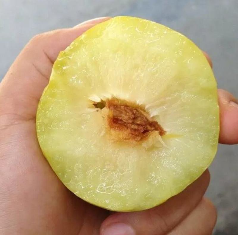 黄金奈李子树苗优质嫁接李子树苗品种齐全量大从优