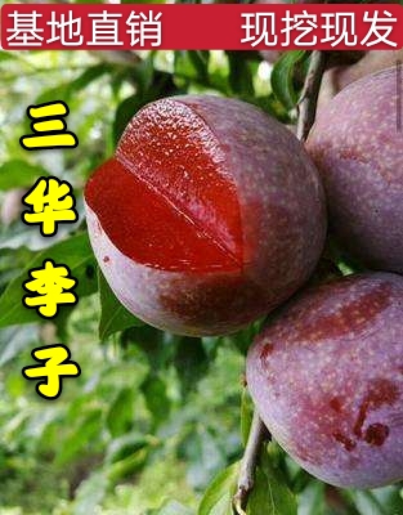 三华李子树苗红肉李子树苗优质嫁接李子树苗包品种保质量