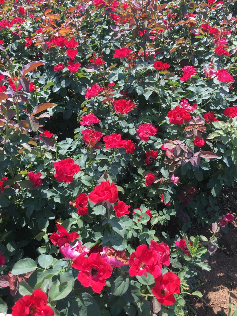 月季大红帽月季丰花月季农户现挖现卖高度40到50
