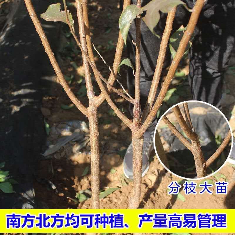 黑布林李子树苗大黑李子树苗适合各地种植基地直发现挖现发