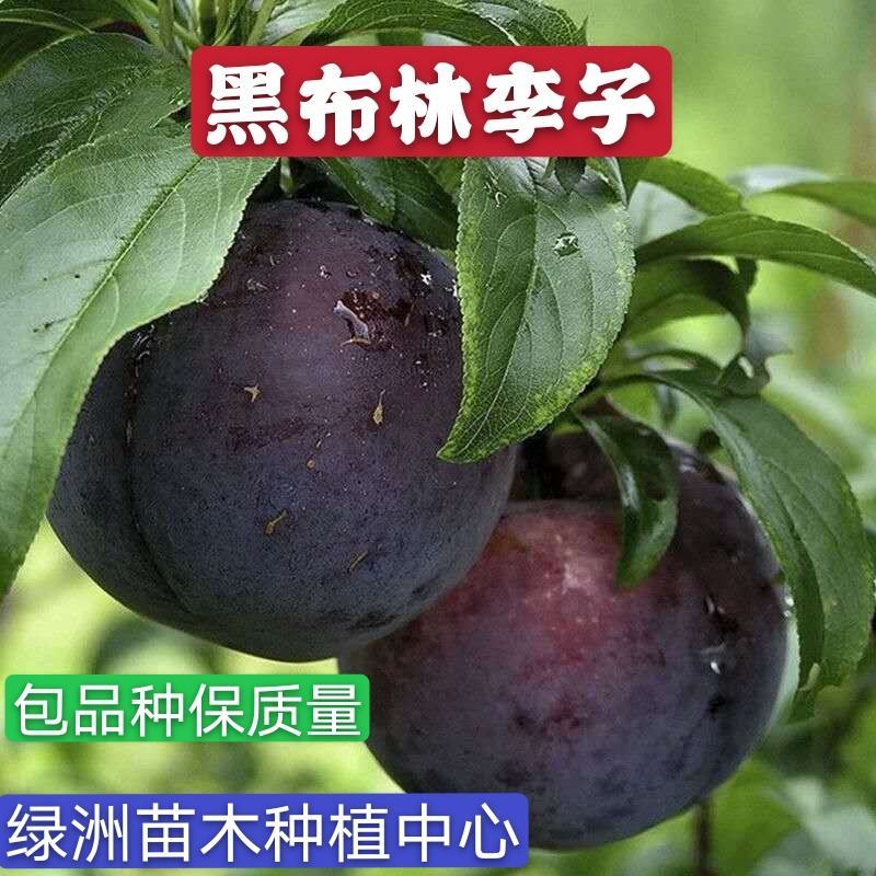 黑布林李子树苗大黑李子树苗适合各地种植基地直发现挖现发