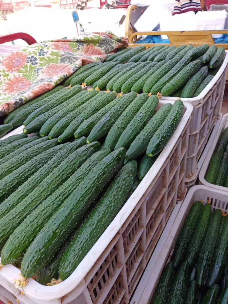 【黄瓜一手货源】山东莘县密刺黄瓜，电商市场赶集加工厂量大
