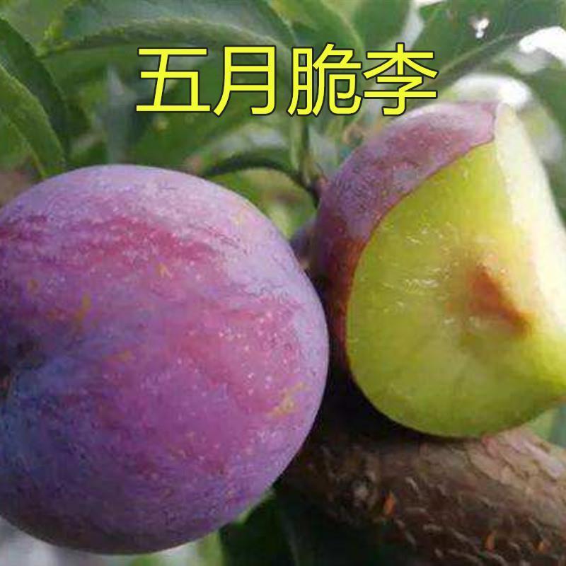 五月脆李子树苗脆甜李子树苗适合各地种植基地直发现挖现发