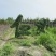 小叶女贞造型，四川女贞造型基地，小叶女贞造型批发