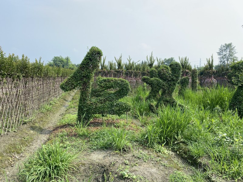 小叶女贞造型，四川女贞造型基地，小叶女贞造型批发