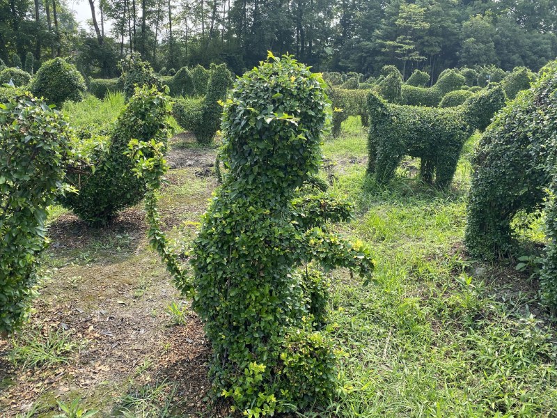 小叶女贞造型，四川女贞造型基地，小叶女贞造型批发