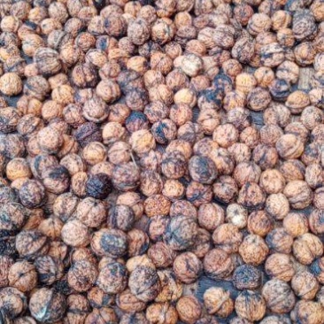 云南老品种大树薄皮核桃，又香又好吃，