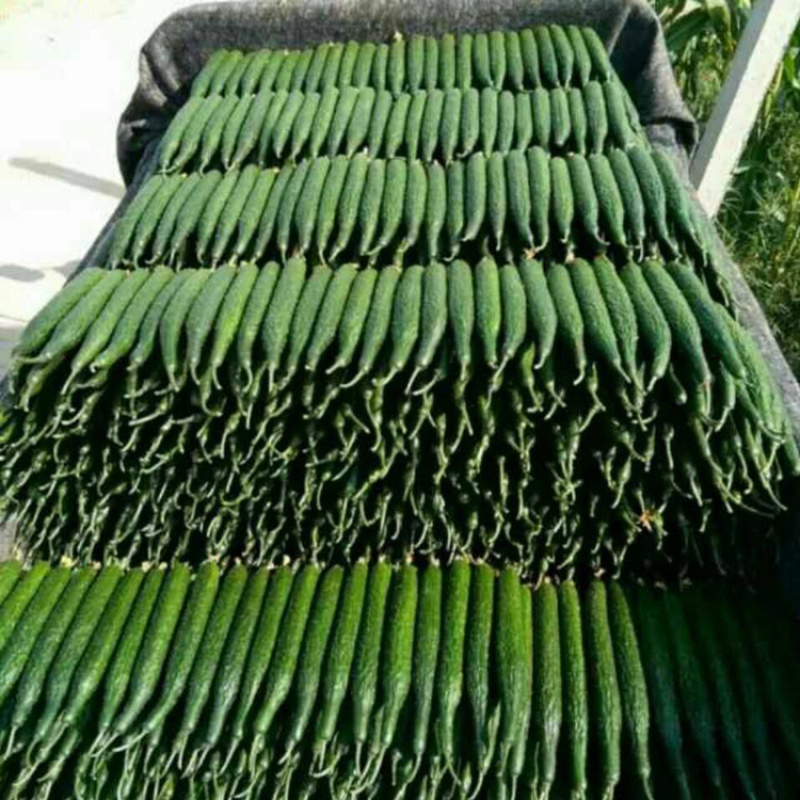 【重点推荐】山东聊城莘县密刺黄瓜，量大价低，赶集电商市场