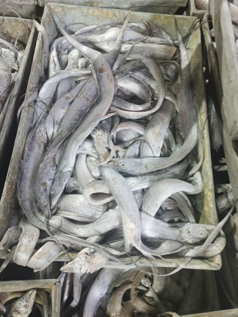 带鱼丝罐头鱼鱼食小规格带鱼鱼糜原料舟山带鱼