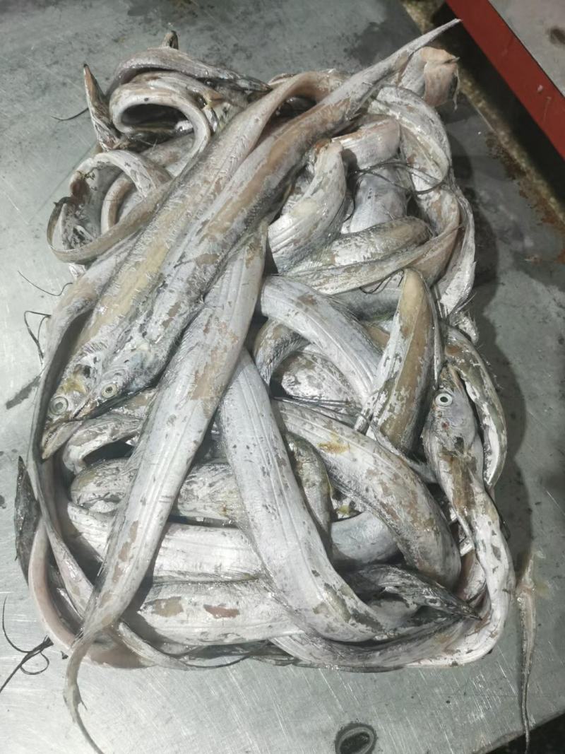 带鱼丝罐头鱼鱼食小规格带鱼鱼糜原料舟山带鱼