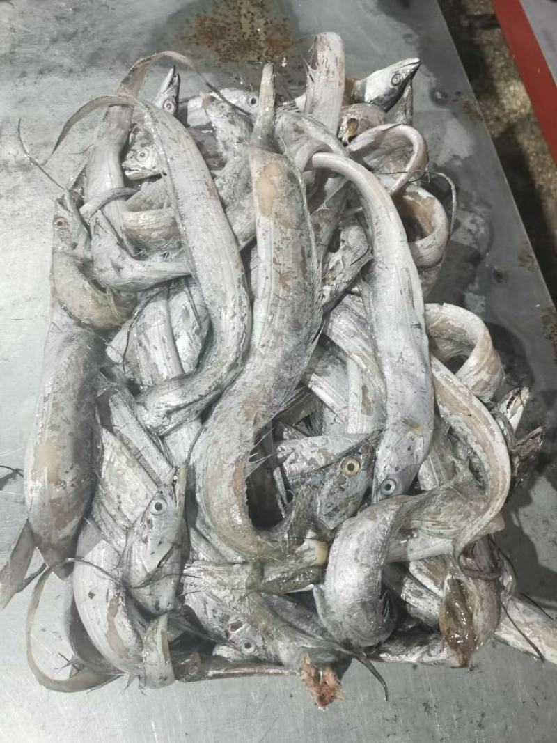 带鱼丝罐头鱼鱼食小规格带鱼鱼糜原料舟山带鱼