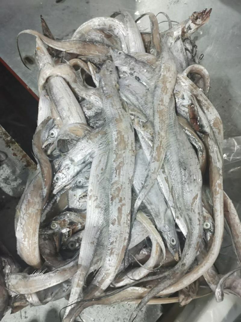 带鱼丝罐头鱼鱼食小规格带鱼鱼糜原料舟山带鱼