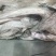 带鱼丝罐头鱼鱼食小规格带鱼鱼糜原料舟山带鱼