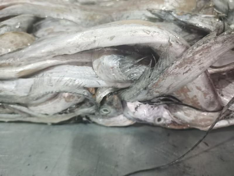 带鱼丝罐头鱼鱼食小规格带鱼鱼糜原料舟山带鱼