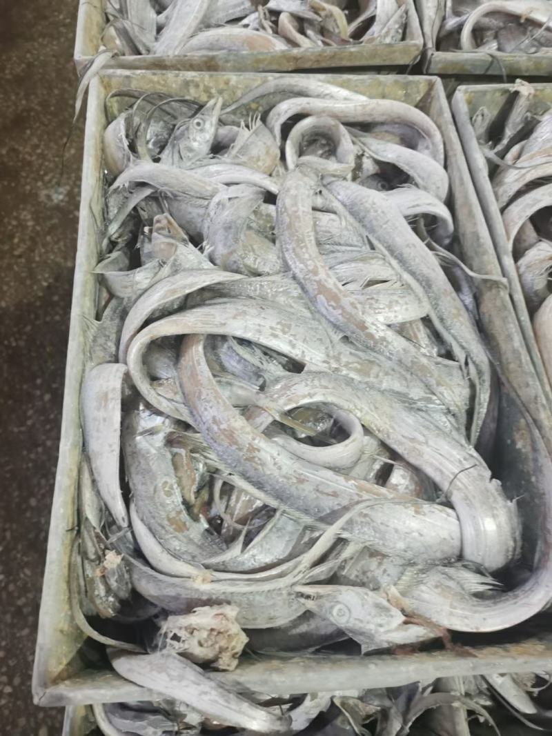带鱼丝罐头鱼鱼食小规格带鱼鱼糜原料舟山带鱼
