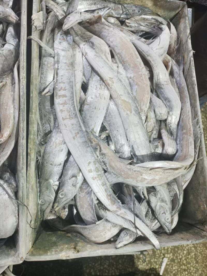 带鱼丝罐头鱼鱼食小规格带鱼鱼糜原料舟山带鱼