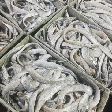 带鱼丝罐头鱼鱼食小规格带鱼鱼糜原料舟山带鱼