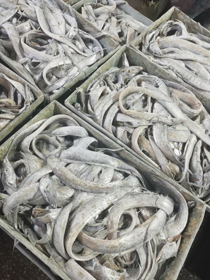 带鱼丝罐头鱼鱼食小规格带鱼鱼糜原料舟山带鱼
