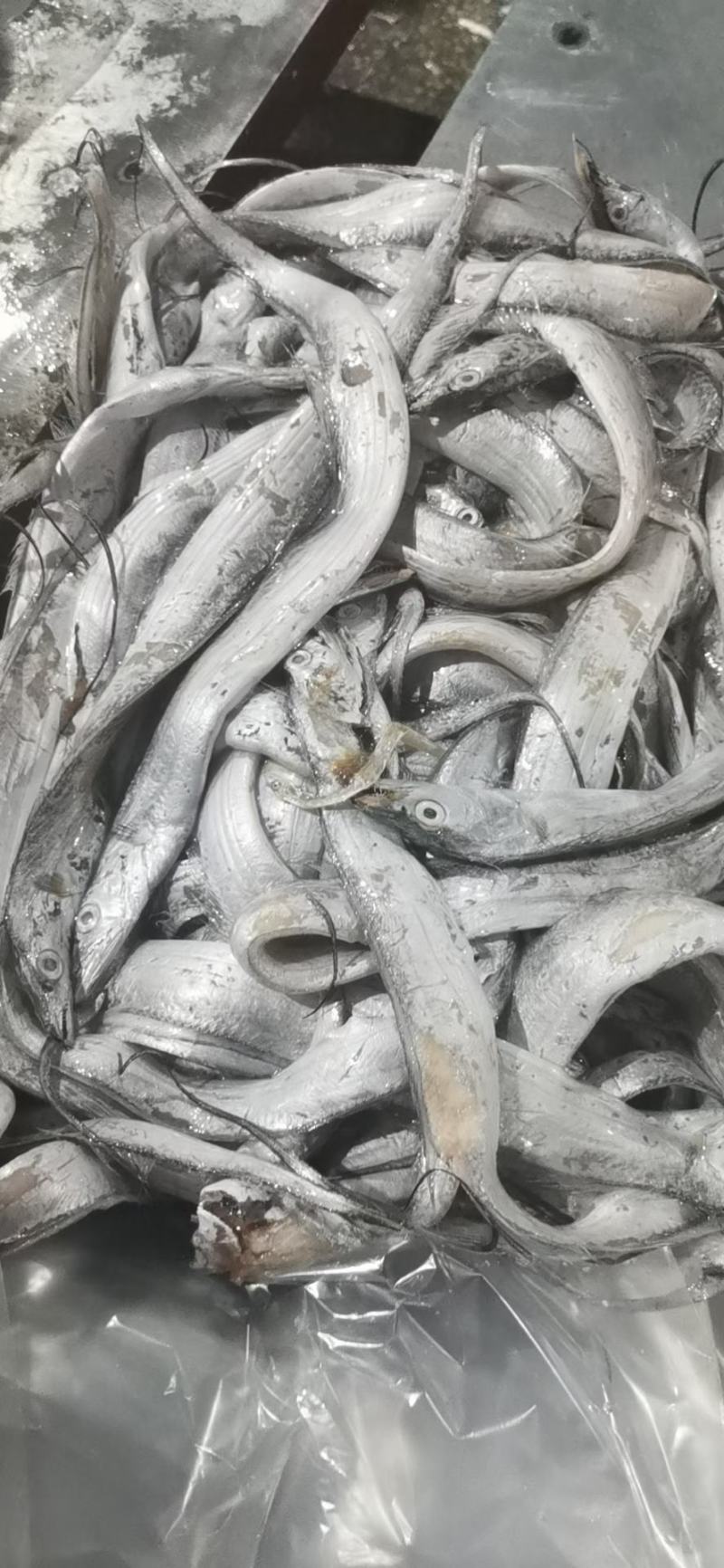带鱼丝罐头鱼鱼食小规格带鱼鱼糜原料舟山带鱼