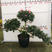造型杜鹃花盆栽质量保证一件起批各种规格