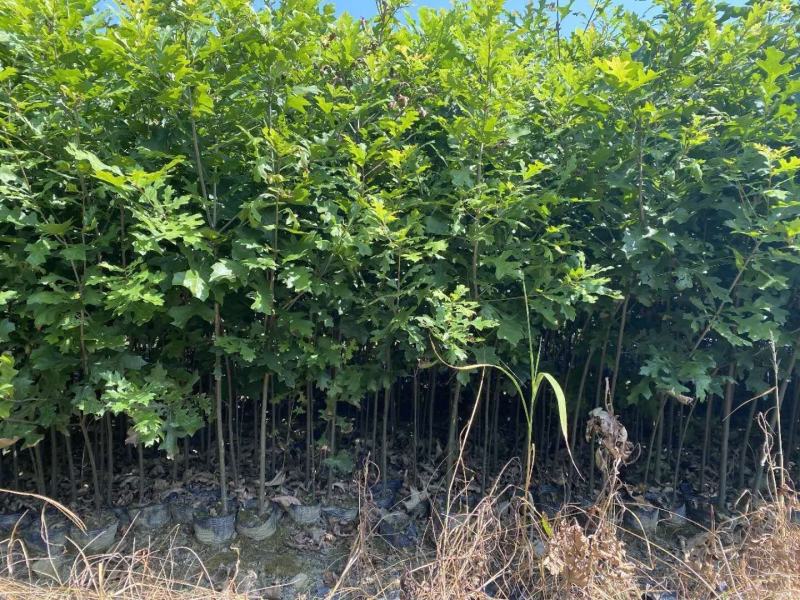 鸡爪槭，北美红栎，红橡树，供应各种规格，大小苗