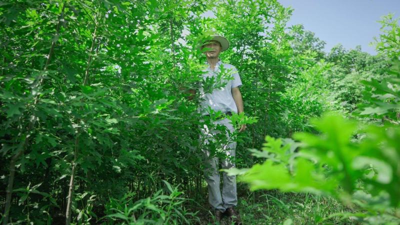鸡爪槭，北美红栎，红橡树，供应各种规格，大小苗