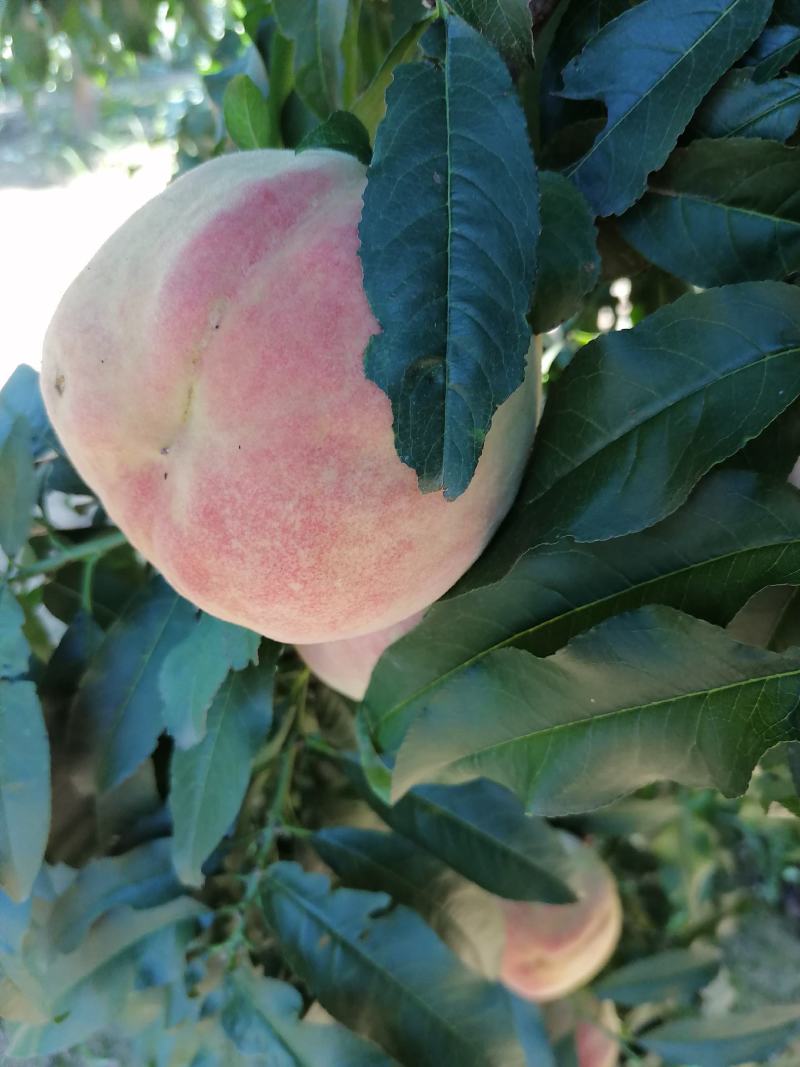 真品王桃子、赵王桃子大量上市中物美价廉