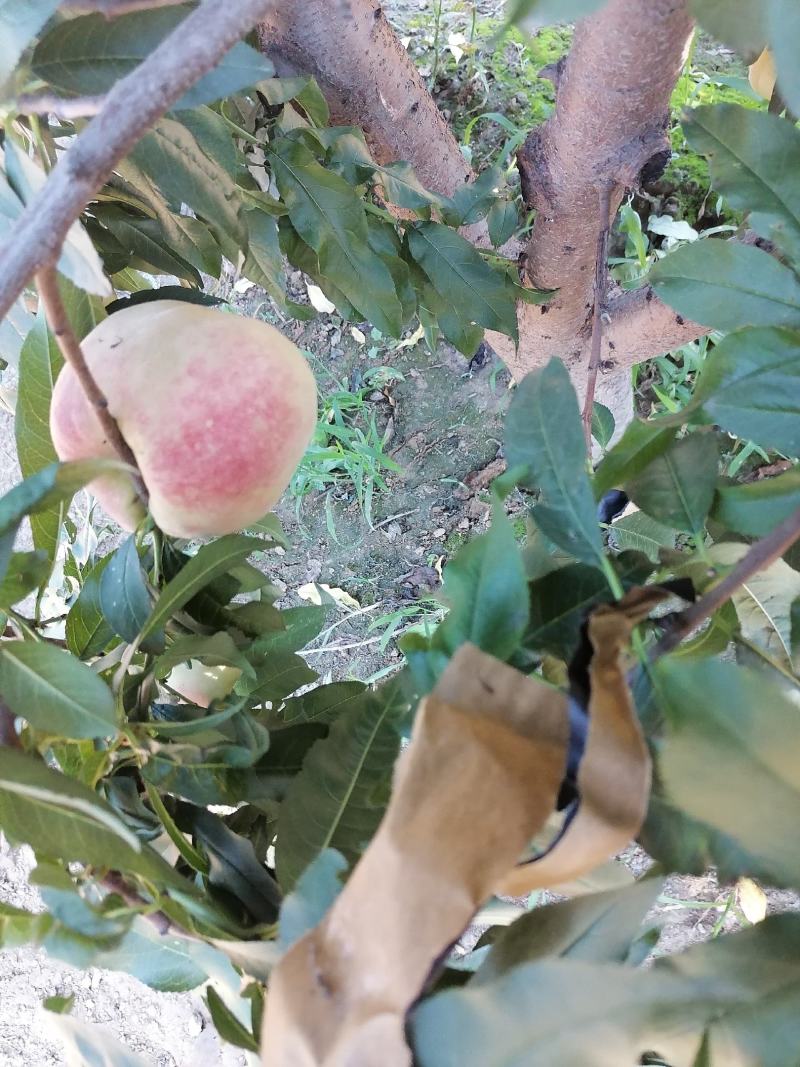 真品王桃子、赵王桃子大量上市中物美价廉
