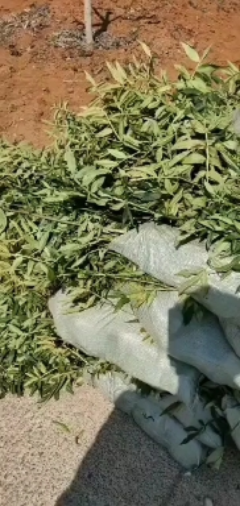 九叶青花椒苗青花椒苗。品种保证质量保证技术指导证照提供