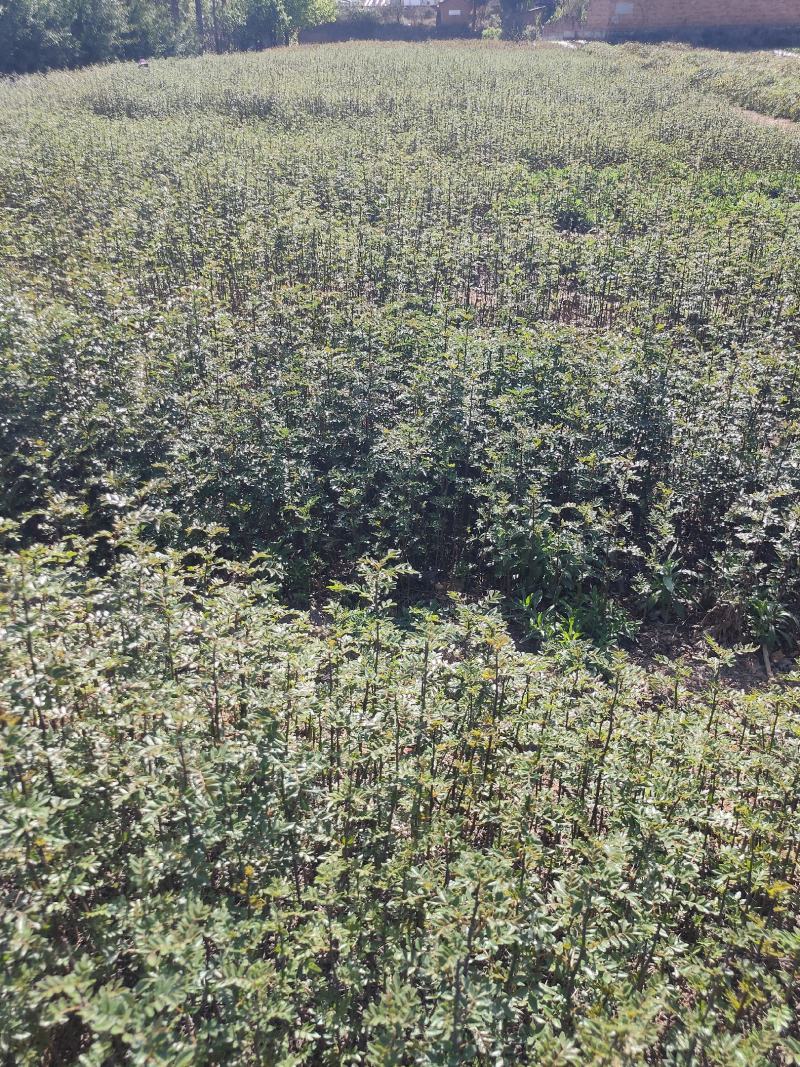 九叶青花椒苗青花椒苗。品种保证质量保证技术指导证照提供