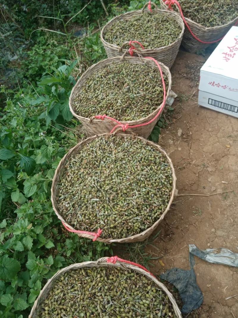 经济作物中药材山豆根种子