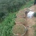 经济作物中药材山豆根种子