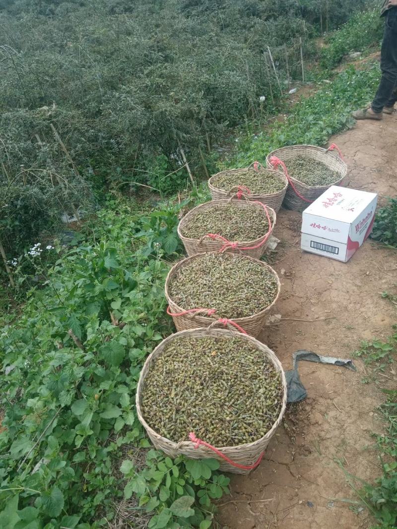 经济作物中药材山豆根种子