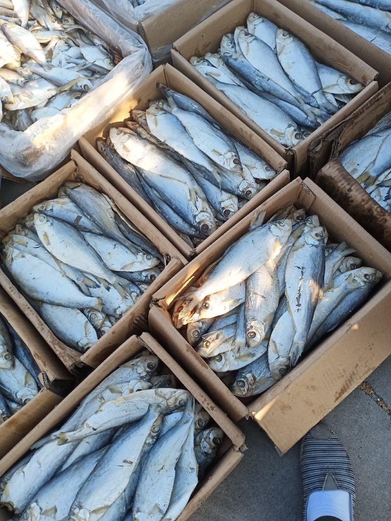 白鲢鱼是深海里的鱼肉紧实细腻蒸、炸、煎飞常不错的一款好鱼
