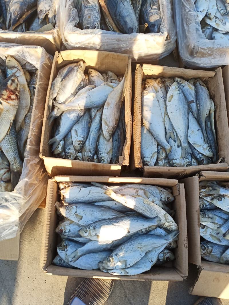 白鲢鱼是深海里的鱼肉紧实细腻蒸、炸、煎飞常不错的一款好鱼