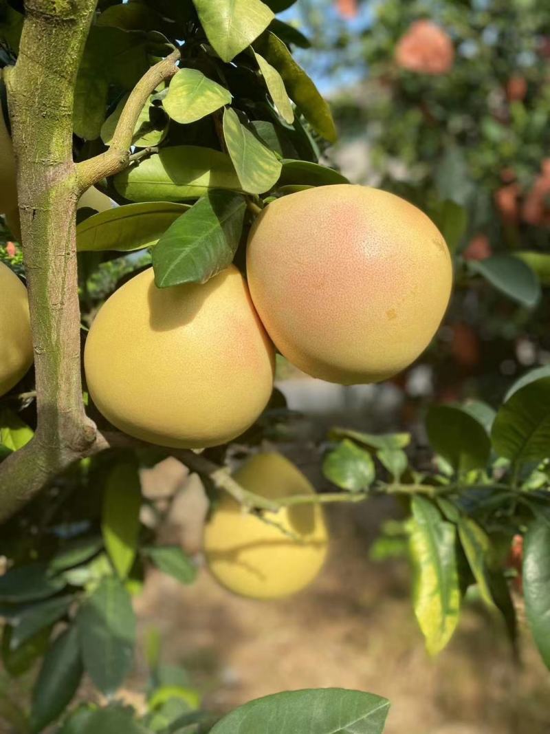 福建平和琯溪蜜柚