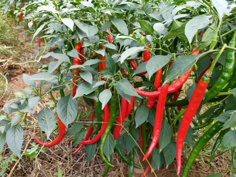 青红线椒，天津红，杭椒，高山靓货，全国发
