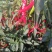 青红线椒，天津红，杭椒，高山靓货，全国发