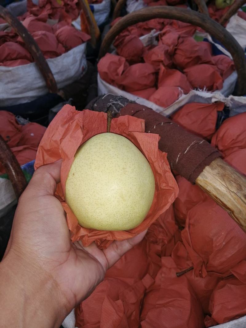 《畅销》陕西酥梨纸袋酥梨皮薄肉细果面白净大量上市中