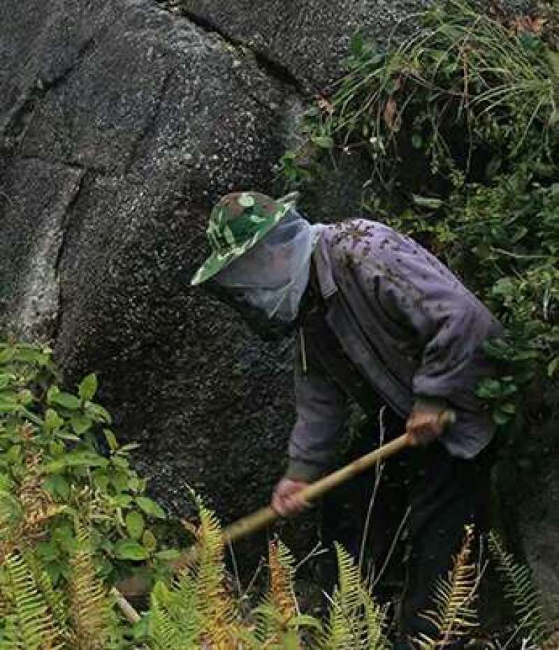 云南低热河谷自然保护区纯野生蜂蜜