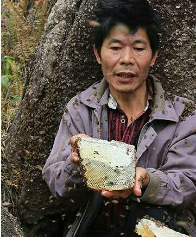云南低热河谷自然保护区纯野生蜂蜜