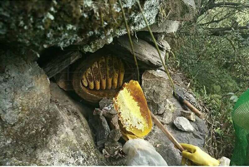 云南低热河谷自然保护区纯野生蜂蜜