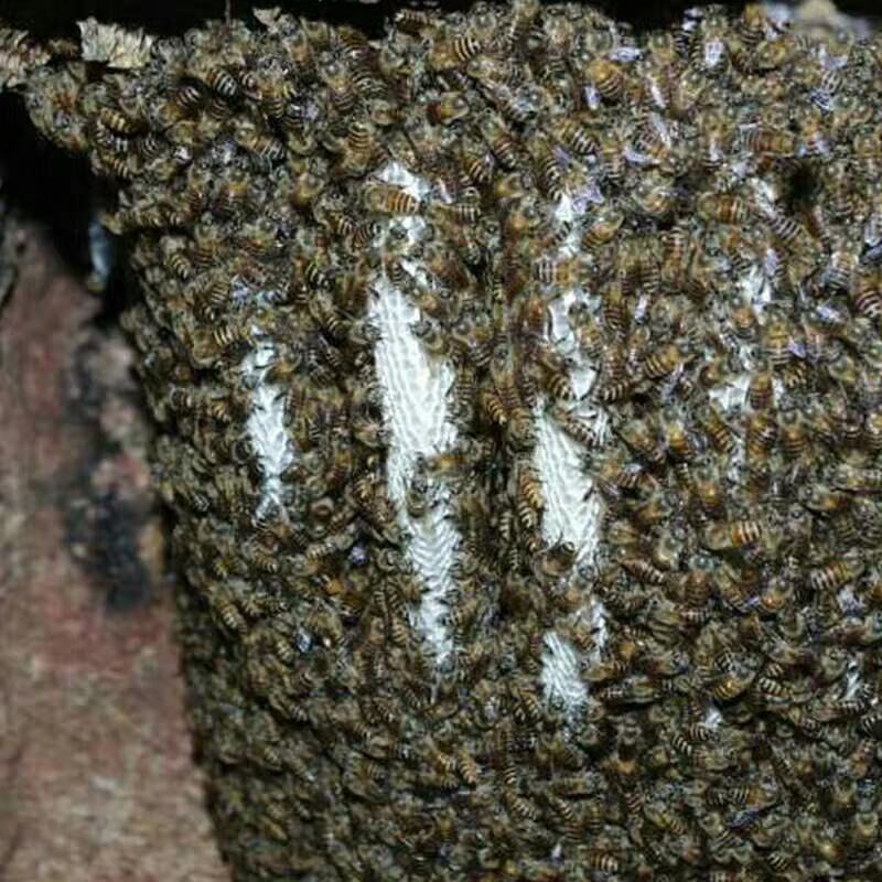 云南低热河谷自然保护区纯野生蜂蜜