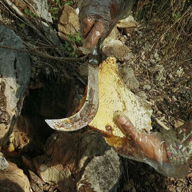 云南低热河谷自然保护区纯野生蜂蜜