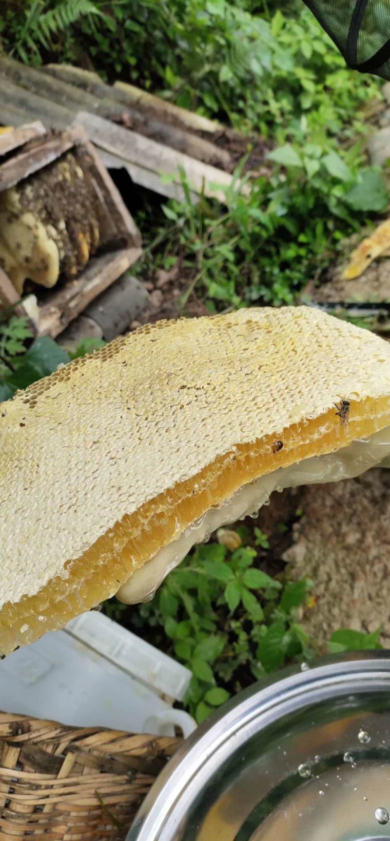 云南低热河谷自然保护区纯野生蜂蜜