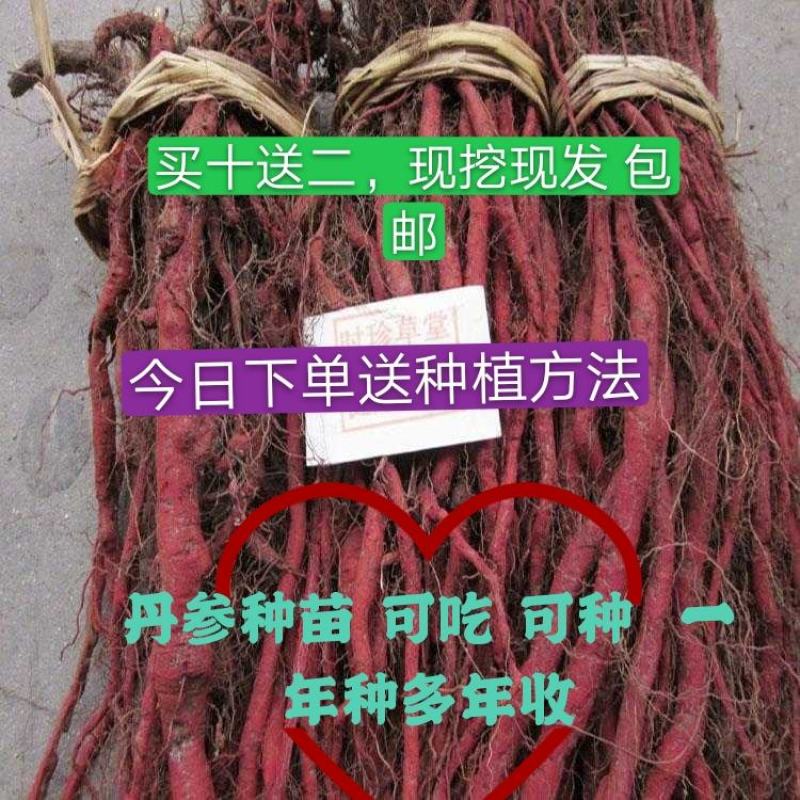 新鲜丹参野生大山里鲜血参丹参苗丹参条现挖现发