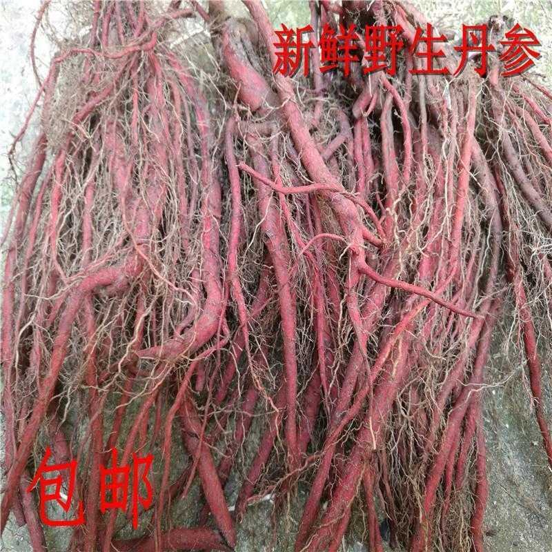新鲜丹参野生大山里鲜血参丹参苗丹参条现挖现发